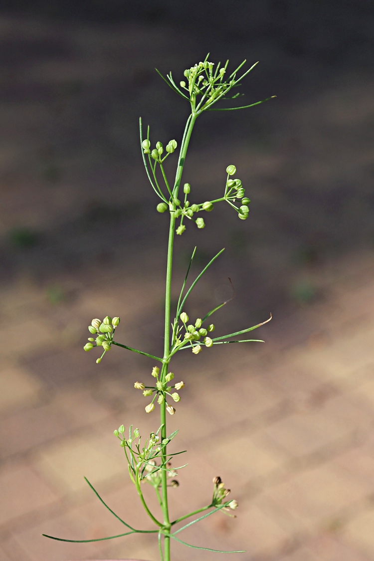 Изображение особи Cyclospermum leptophyllum.