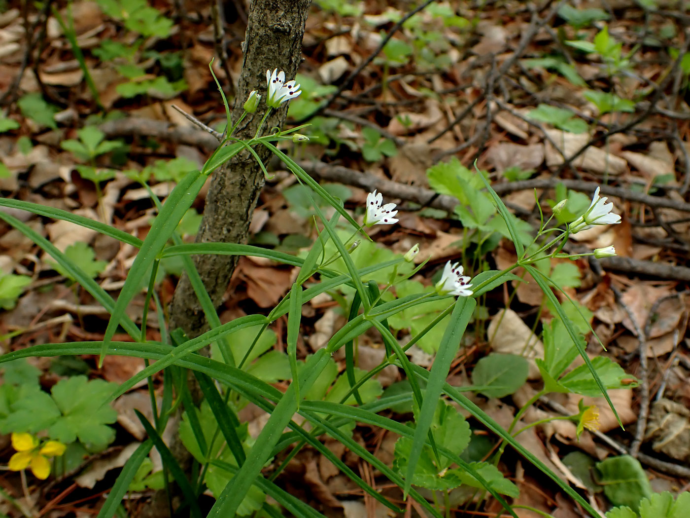 Изображение особи Pseudostellaria sylvatica.