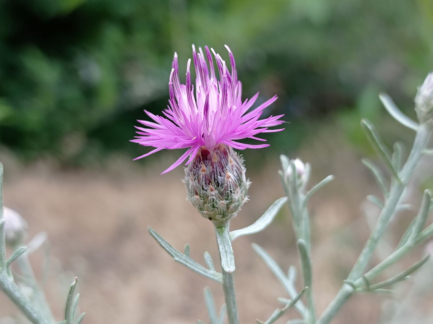 Изображение особи Centaurea stoebe.