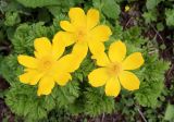 Pulsatilla aurea. Цветущее растение. Краснодарский край, г. Сочи, курорт Красная поляна, вершина хр. Аигба (высота 2160 м) 12.07.2026.