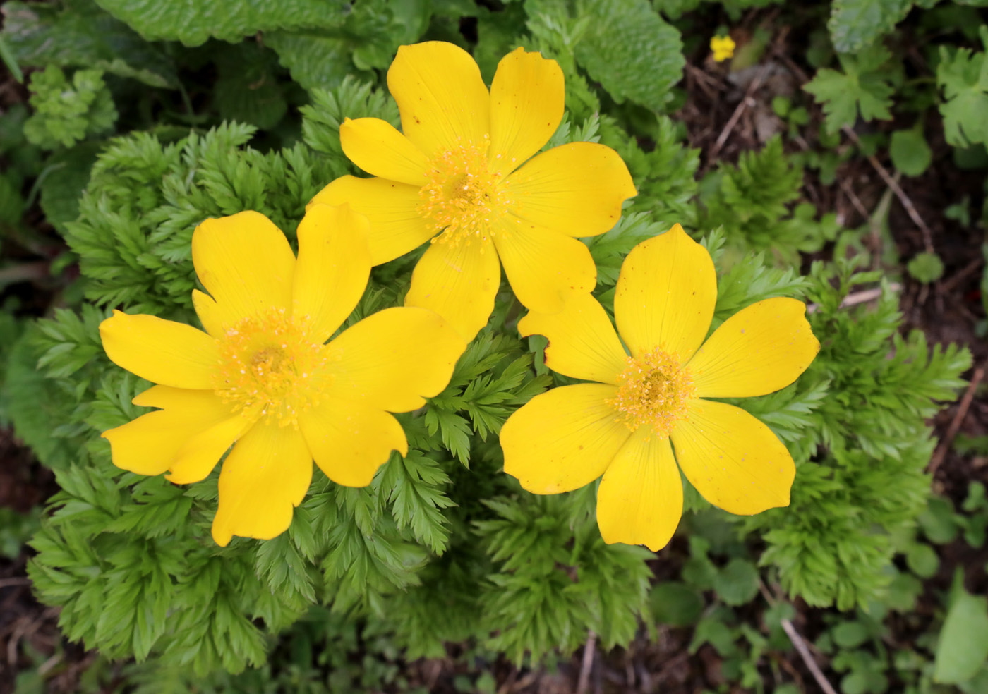 Изображение особи Pulsatilla aurea.