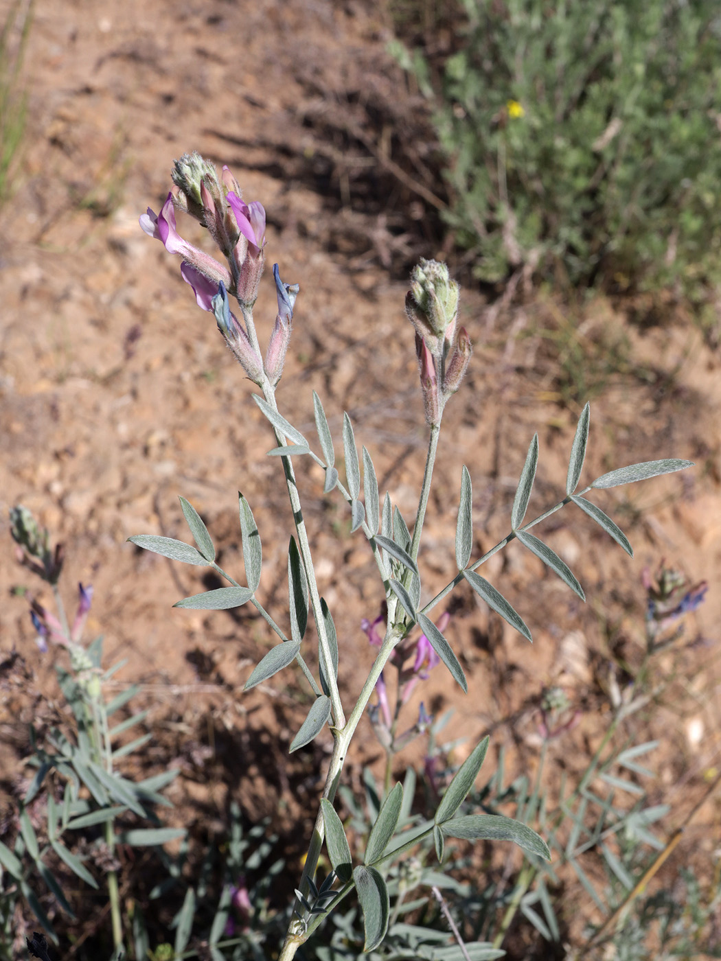Изображение особи Astragalus astrachanicus.