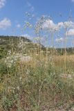 Asperula tenella. Цветущее растение. Крым, Севастополь, Инкерман, гора Монастырская. 05.08.2026.