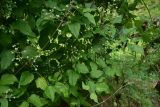 Clematis vitalba