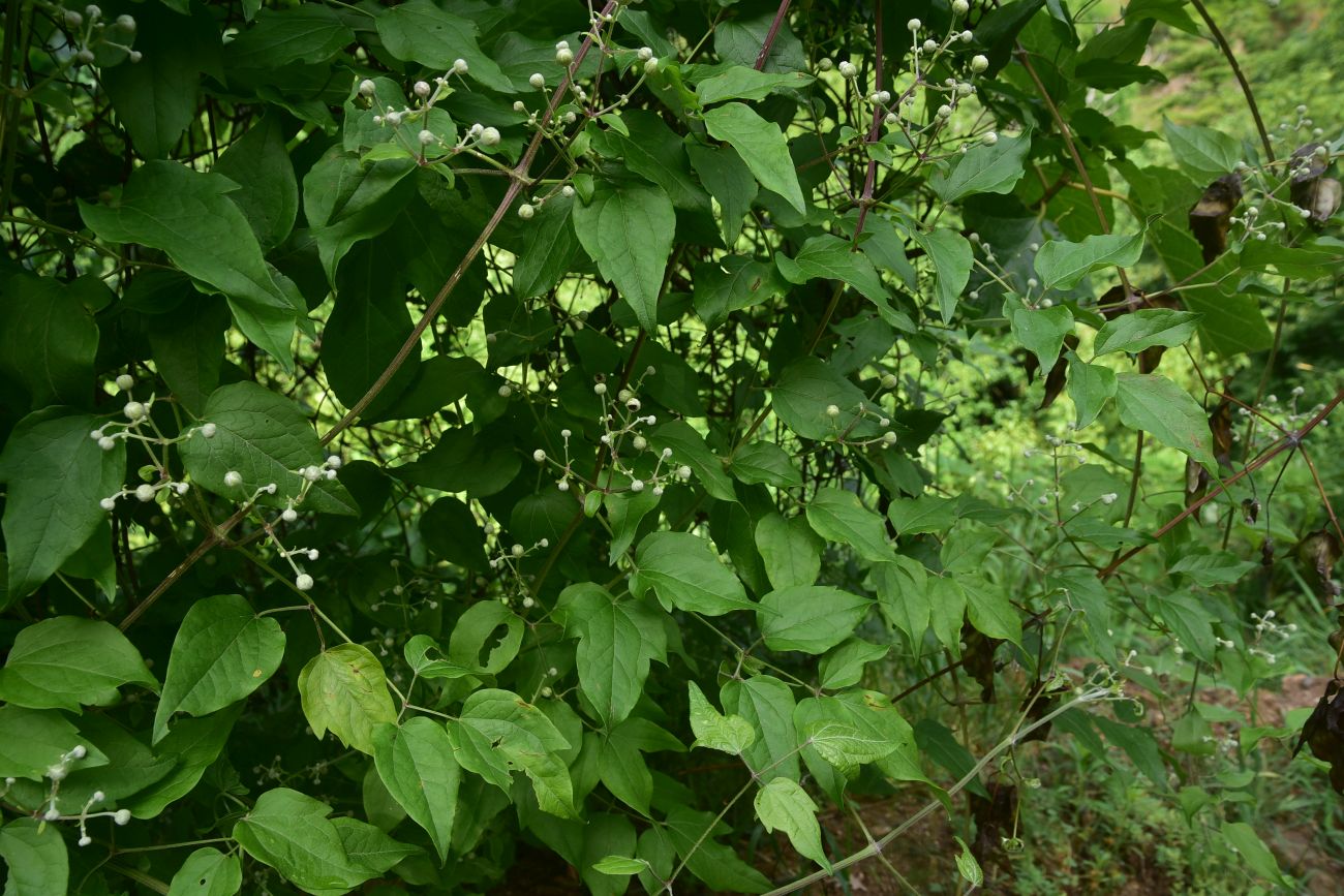 Image of Clematis vitalba specimen.