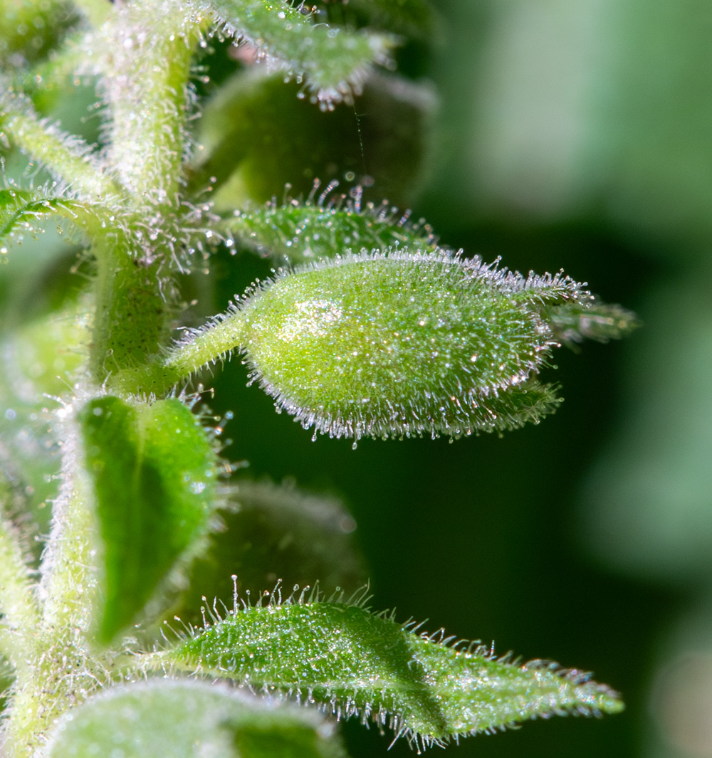Image of Teucrium maximowiczii specimen.
