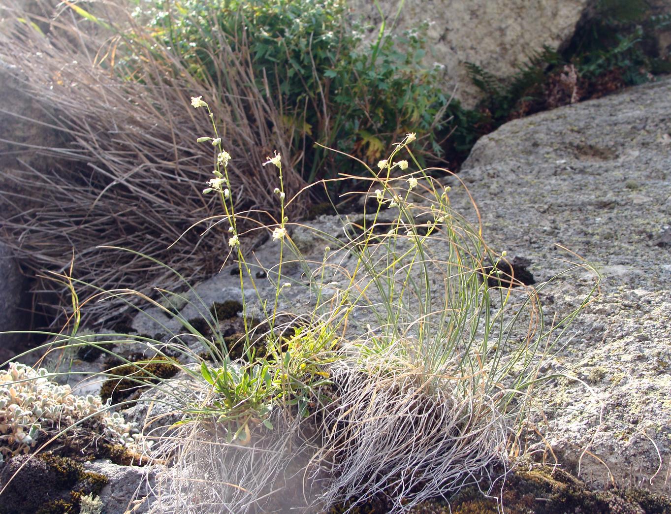 Image of Unknown species specimen.