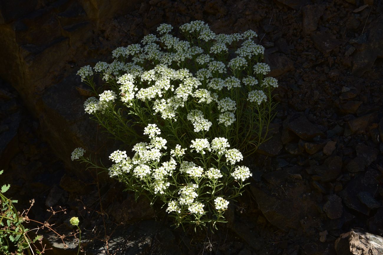 Image of Unknown species specimen.