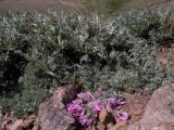 Oxytropis tragacanthoides