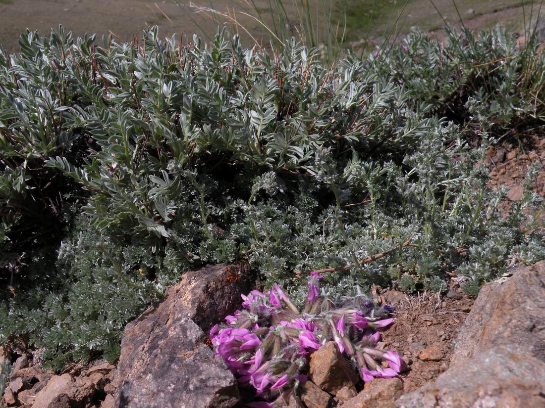 Изображение особи Oxytropis tragacanthoides.