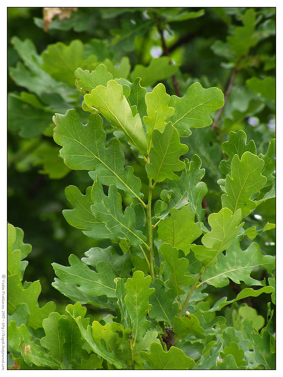 Image of Quercus robur specimen.
