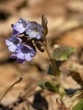 Pulmonaria obscura