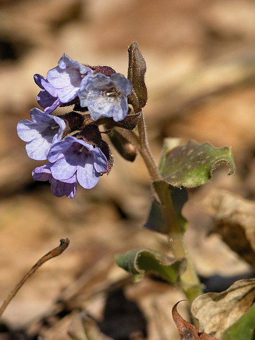 Изображение особи Pulmonaria obscura.