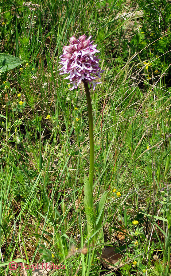 Изображение особи Orchis &times; angusticruris.