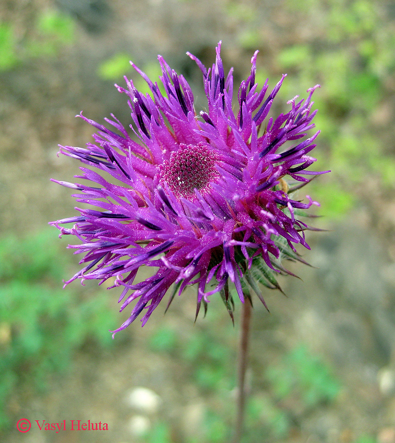 Image of Jurinea roegneri specimen.