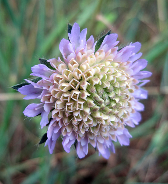 Image of Knautia arvensis specimen.