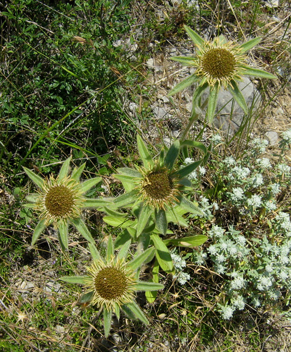 Изображение особи Pallenis spinosa.