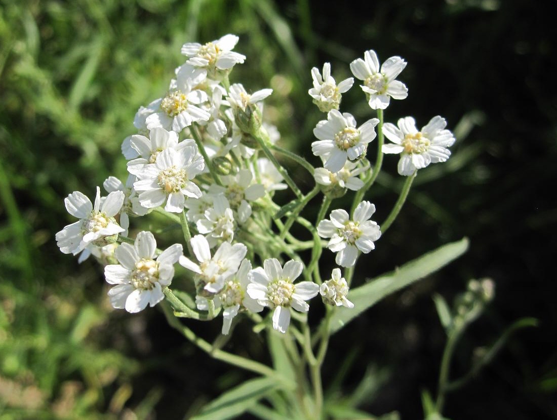 Image of Achillea salicifolia specimen.