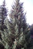 Изображение особи. Автор - Наталия Шульц