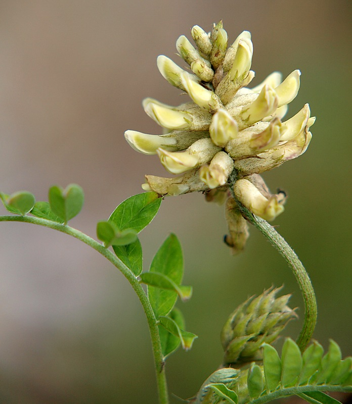 Изображение особи Astragalus uliginosus.