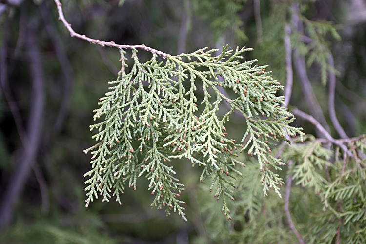 Изображение особи Platycladus orientalis.