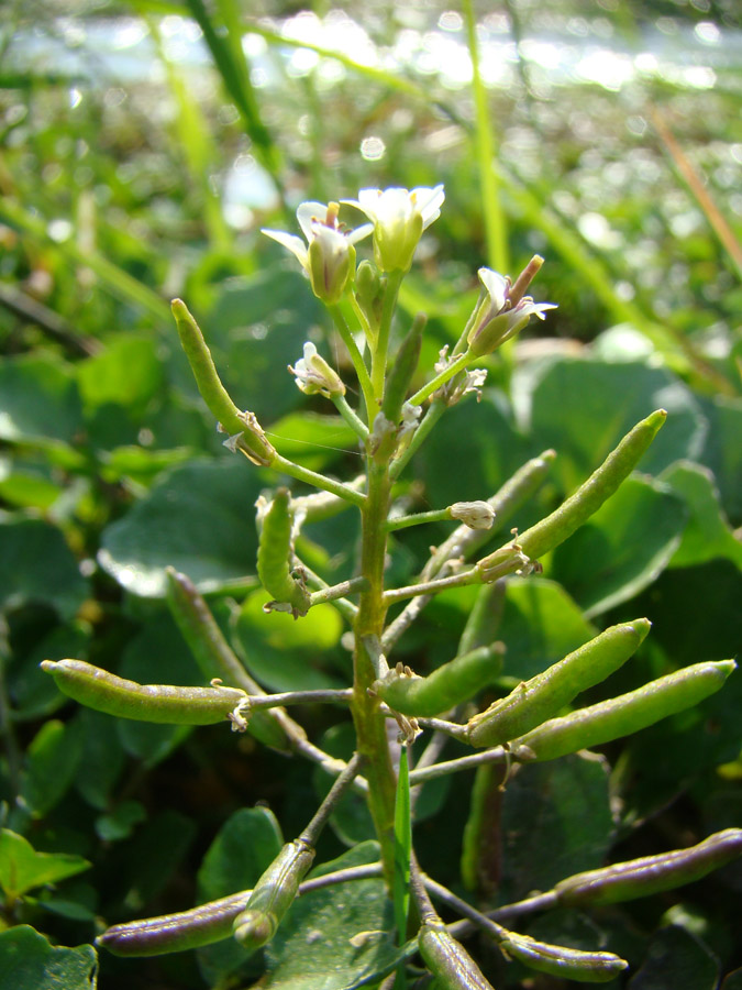 Image of Nasturtium officinale specimen.