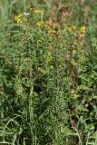 Senecio erucifolius. Цветущее растение. Республика Татарстан, национальный парк \"Нижняя Кама\", Елабужские луга. 29.08.2011.
