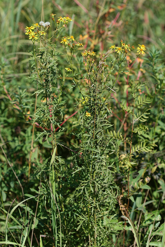 Image of Senecio erucifolius specimen.