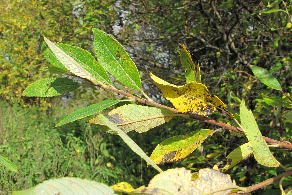 Image of Salix myrsinifolia specimen.