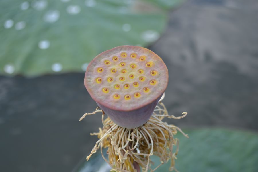 Image of Nelumbo caspica specimen.