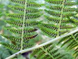 Athyrium filix-femina