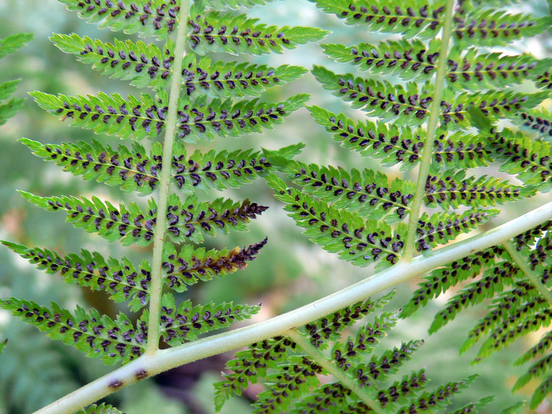 Image of Athyrium filix-femina specimen.