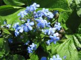 Brunnera macrophylla. Соцветие. Московская обл., Одинцовский р-н, г. Кубинка, заброшенный дачный участок. 19.05.2011.