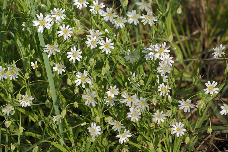 Image of Stellaria holostea specimen.