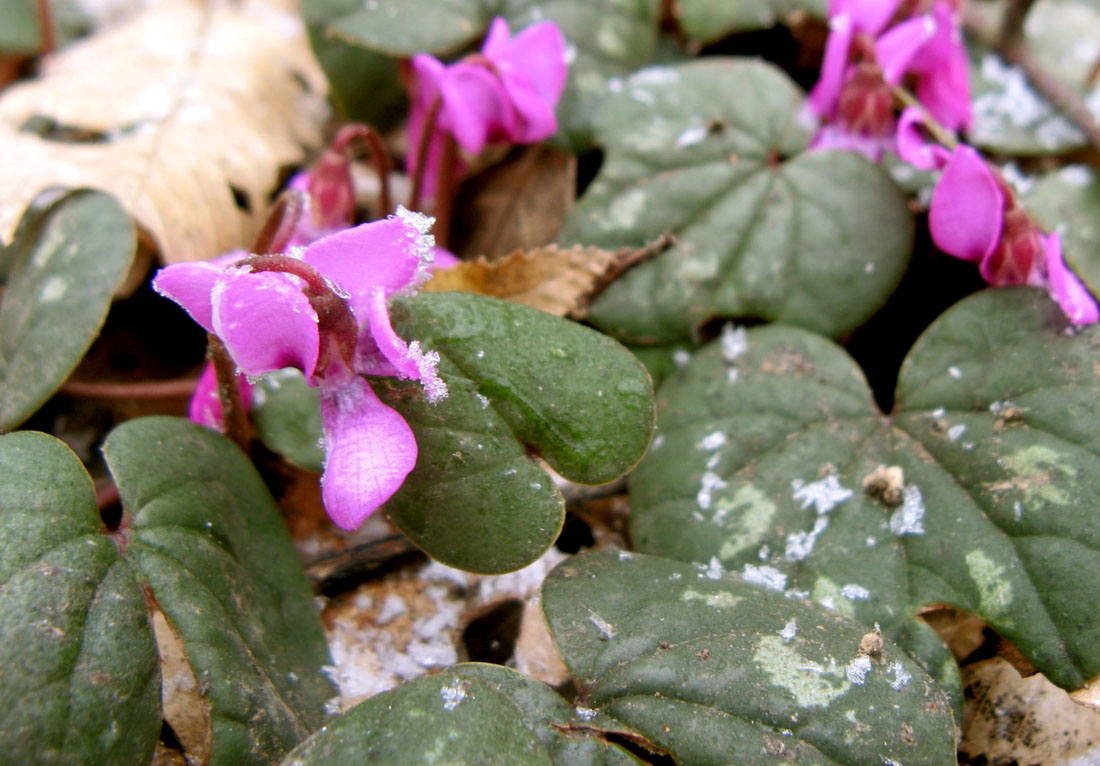 Image of Cyclamen coum specimen.