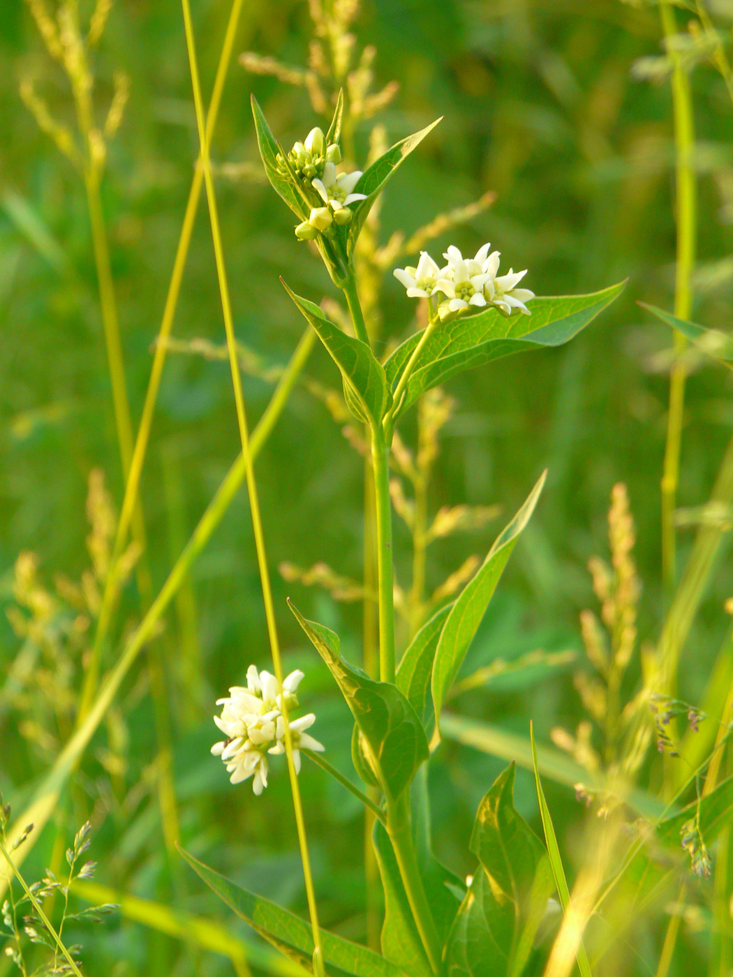 Image of Vincetoxicum hirundinaria specimen.