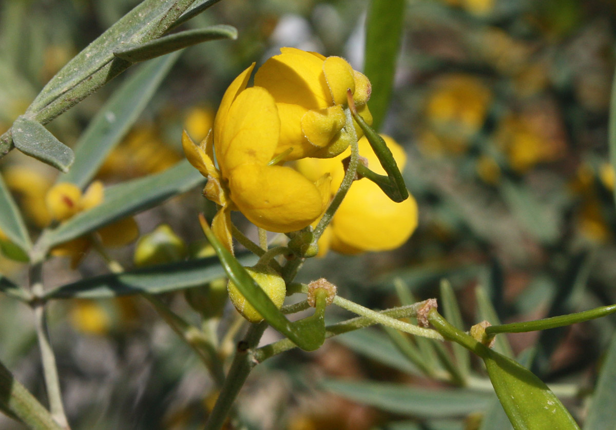 Изображение особи Senna artemisioides.