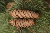 genus Picea