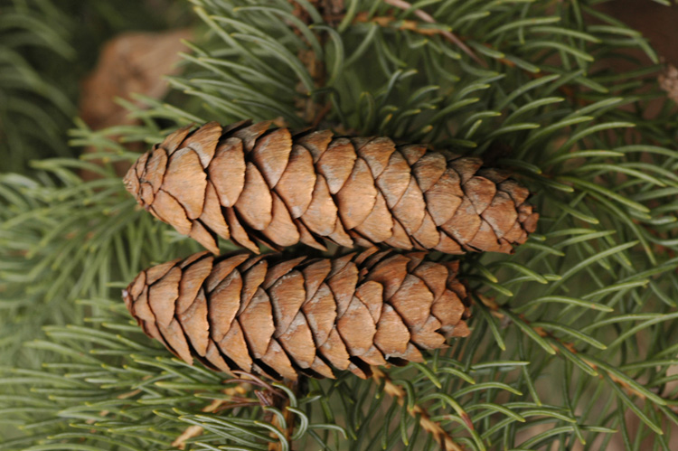 Image of genus Picea specimen.