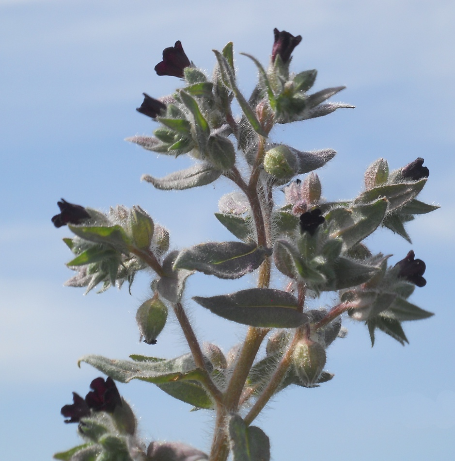 Image of Nonea rossica specimen.