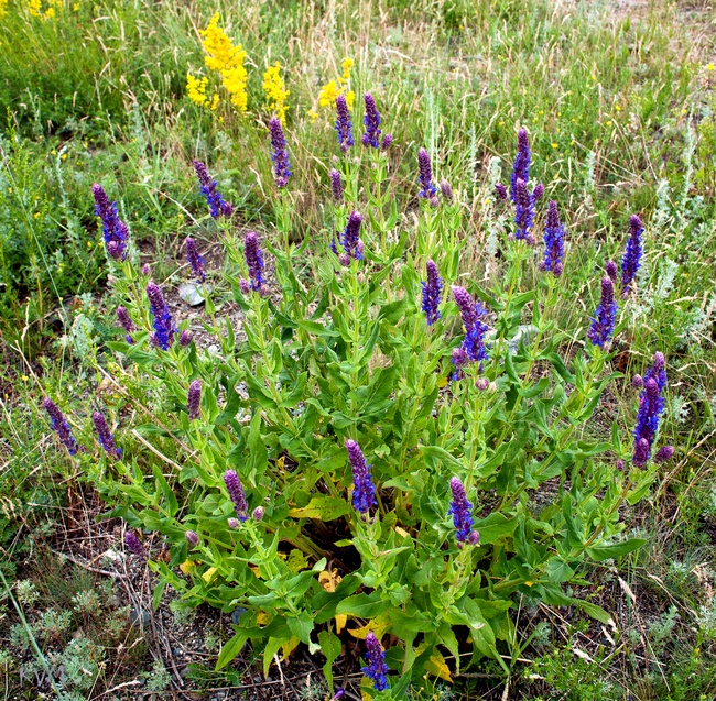 Изображение особи Salvia tesquicola.