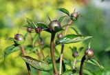 Paeonia lactiflora. Верхушка растения с бутонами. Московская обл., дачный участок. 07.06.2008.