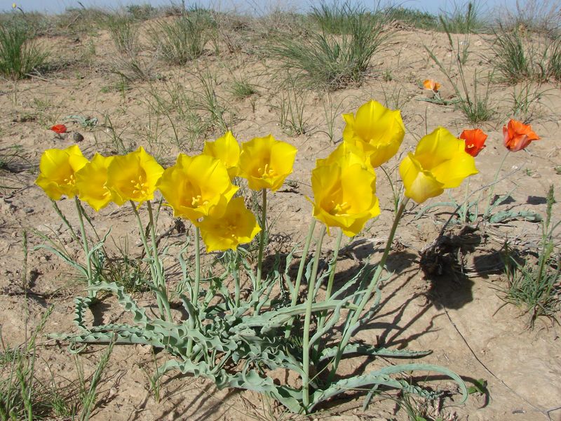 Изображение особи Tulipa lehmanniana.