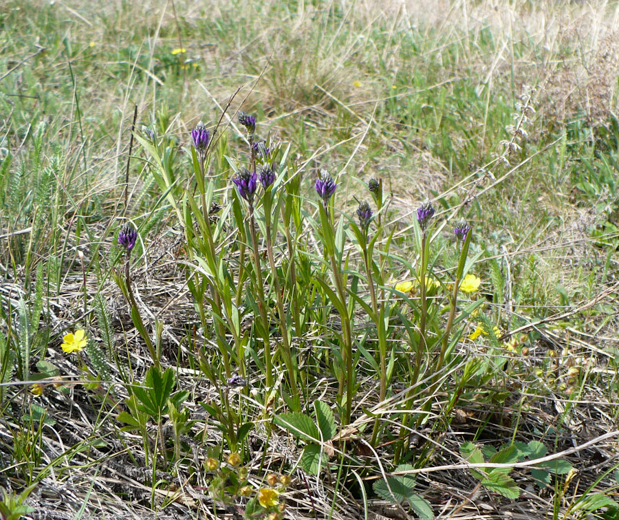 Image of Polygala comosa specimen.