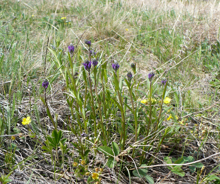 Изображение особи Polygala comosa.