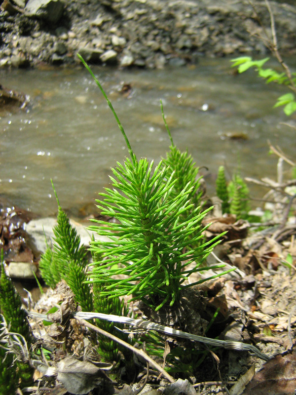 Изображение особи Equisetum telmateia.