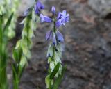 Polygala caucasica