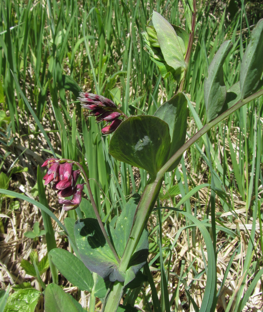 Изображение особи Lathyrus pisiformis.