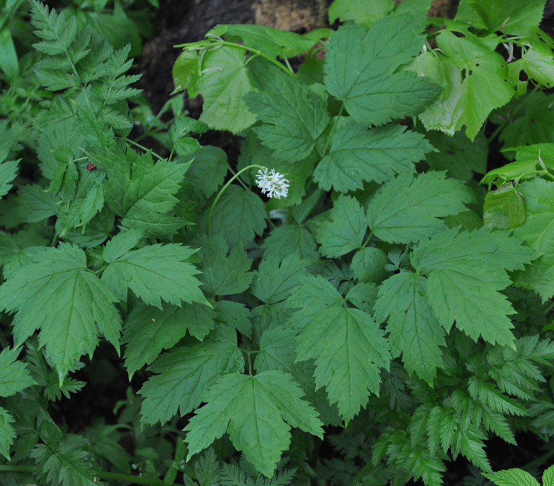 Image of Actaea spicata specimen.