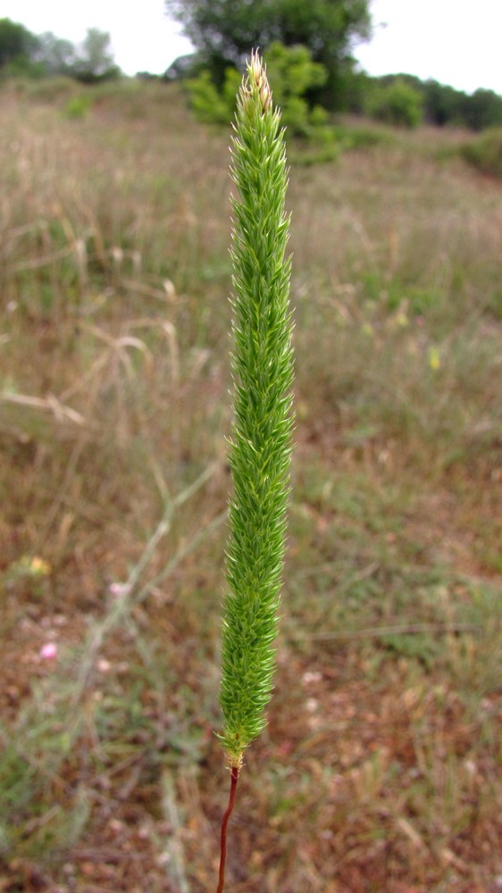 Изображение особи Phleum montanum.